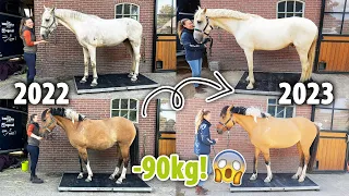 DE PAARDEN OP DE WEEGSCHAAL, BIZARRE RESULTATEN! | felinehoi VLOG #594