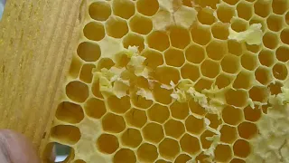 Коли скорочувати бджоло сімї  в зиму коли обробка від кліща
