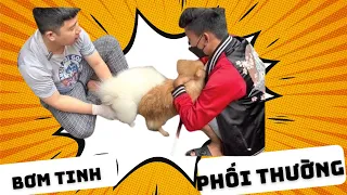 Phương pháp phối giống nào sẽ tối ưu nhất cho chó phốc sóc | Bánh Bò Pomeranian Vlog #26