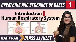 Breathing & Exchange of Gases 01 | Introduction | Human Respiratory System | Class 11/NEET | RAFTAAR