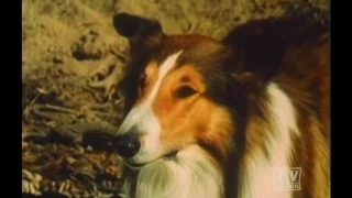 Ranger Cory Lassie (season 14 Eps.17 The Bracelet)