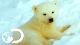 Mother Polar Bear And Her Cubs Come Out Of Hibernation | Wildest Arctic