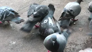 Злые голуби избивают и насилуют голубку (Angry Pigeons beat and rape a Dove)