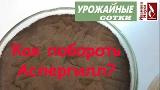 Как победить черную плесень и прочий аспергилл? ПРОСТОЕ - самое надежное.