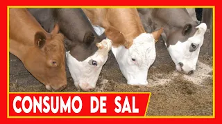 🔴 8 COSAS QUE DEBES DE SABER DEL USO DE SAL EN GANADO BOVINO ✅ Vacas Lecheras y Carnicas