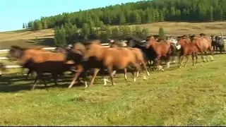 Altai-Kai - Комузым, ойно, ойно (Играй, играй, мой комуз).