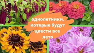 Красивые и неприхотливые ОДНОЛЕТНИКИ, которые будут цвести все лето