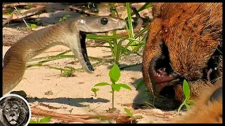 A Venomous Snake has Bitten a Lion! That's What Happened Next...