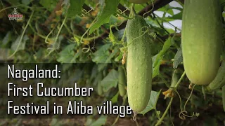 Nagaland: First Cucumber Festival in Aliba village