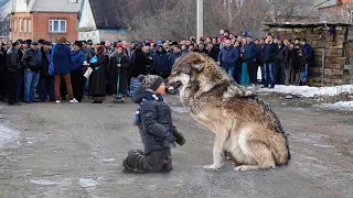 Огромный хищник заставил содрогнуться село и взмолиться перед ним, когда сделал это с мальчиком