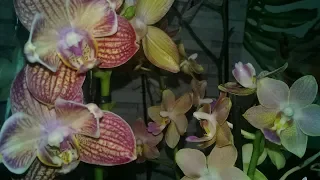 Завоз орхидей в Леруа/обзор покупок//