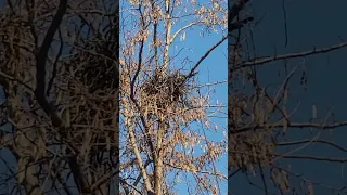 Magpie Building A Nest With Branches