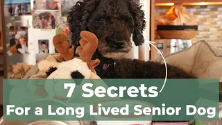 Discover the 7 secrets to a happy and healthy senior dog