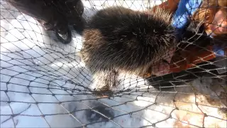 Ever heard what an angry porcupine sounds like?