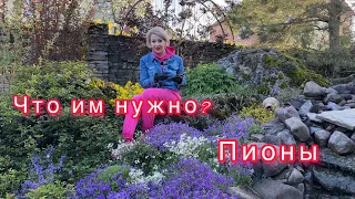 Что  нужно чтобы цветок пиона был крупным и ярким