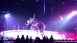 Garden Brothers Circus