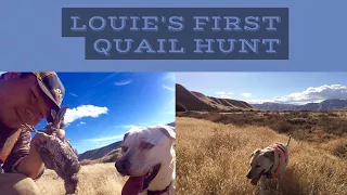 Hunting California Valley Quail with Shotgun | GoPro POV