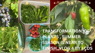 Transformation of plants, summer season is nears to  end , vlog4 of garden by LCDS