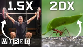 Why Humans Can’t Lift as Much as Ants (And How We Could) | WIRED