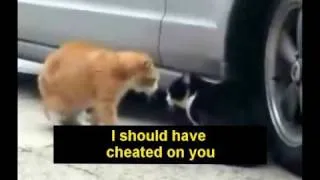 Funny Animals - Cats Fighting (The First Video With Original Captions)