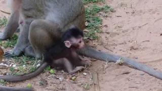 Spy Monkey' Mistaken For Dead Baby And Mourned By Troop | BBC Earth polly making baby what;s   that?