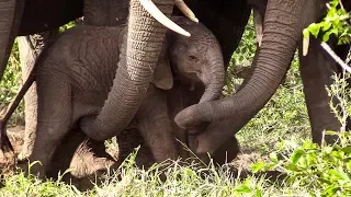 Baby Elephant Meets His Family for the First Time!