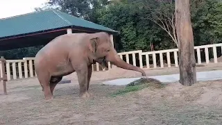 Elephant activities, Update Beautiful Kaavan (Rescued Elephants) [Episode 44]