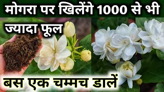 मोगरा पर खिलेंगे 1000 से भी ज्यादा फूल.MOGRA plant care.How to get maximum flowers on mogra Jasmine.