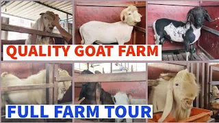 QUALITY GOAT FARM KA PURA FARM TOUR PURA FARM FULL H BAKRO OR MANDO SE BHAIWANDI @msqvlogs5186