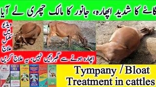 Tympany | Bloat | Tympany / Bloat in cattle | Bloated cow treatment | گاۓ کوشدید اپھارہ کا مکمل علاج