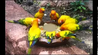 YELLOW BIRD~(Goombay Dance Band)