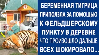 Беременная тигрица приползла к фельдшерскому пункту в деревне. А что с ней сделала медсестра...