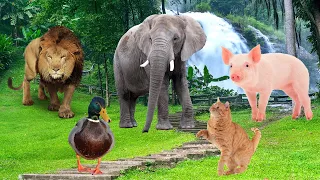 Amazing Sounds of Familiar Animals Around Us: , Elephant, Lion, Pig, Duck, Cat - Animal Moments