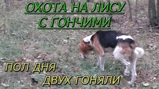 Охота на лису с гончими. Пол дня 2-х гоняли,но..