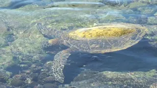 Green Sea Turtle