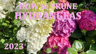 How to Prune Mophead, Lacecap and Panicle Hydrangeas - 2023