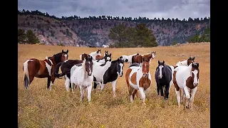 THE BLACK HILLS WILD HORSE SANCTUARY • NATURE ADVENTURES WITH TERRI AND TODD-