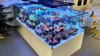 After 1 year - GERMAN REEF TANKS - 4000 liter Lagoon aquarium