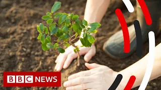 Tree Planting and Climate Change  - BBC News