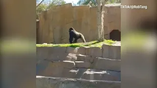 Dog rescued from gorilla enclosure