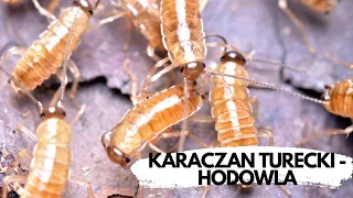 Jak hodujemy karmówkę? KARACZAN TURECKI | arent.pl