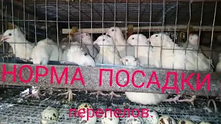 Норма посадки перепелов.