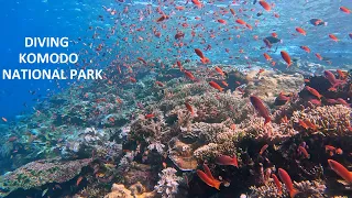 THE WORLD'S BEST PLACE TO DIVE - Komodo National Park Scuba Diving Adventure. Shot w/Go Pro Hero 11