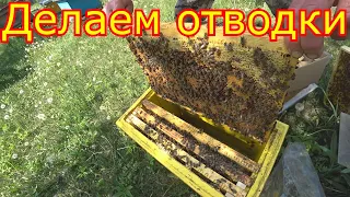 ДЕЛАЕМ ОТВОДКИ! Майский мёд! ЗАСЕЛЕНИЕ ШЕСТИРАМОЧНИКОВ!!!