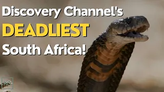 Full Discovery Channel Documentary Marathon: Deadliest South Africa