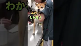 まだ注射していないのに絶叫する犬｜柴犬りぼん #shorts