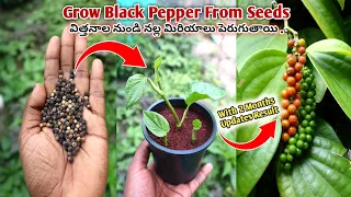 Grow Black Pepper from seeds | How to grow black pepper at home | నల్ల మిరియాలు విత్తనాన్ని పెంచండి