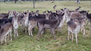 Wild Fallow Deer's in The Phoenix Park, Dublin, Ireland