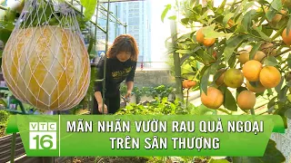 Mãn nhãn vườn rau quả ngoại trên sân thượng | VTC16