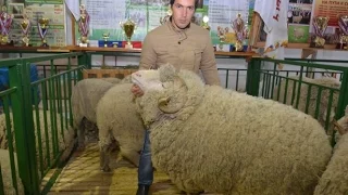 Порода овец  Джалгинский  меринос. Выставка Золотая Осень-2015